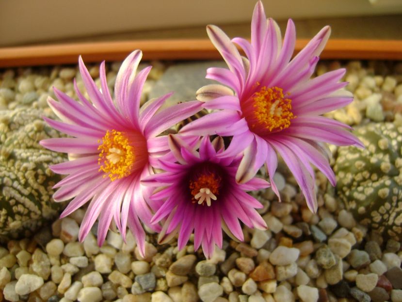 Turbinicarpus pseudopectinatus - Cactusi 2017