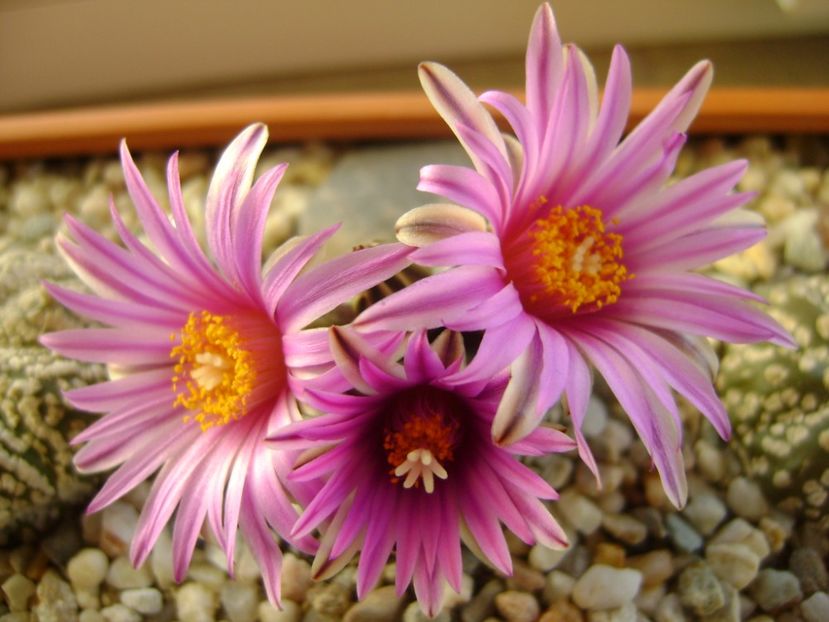 Turbinicarpus pseudopectinatus - Cactusi 2017