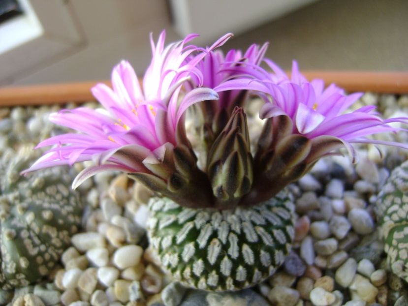 Turbinicarpus pseudopectinatus - Cactusi 2017