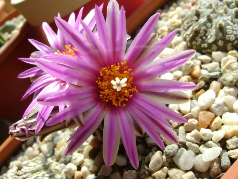 Turbinicarpus pseudopectinatus - Cactusi 2017