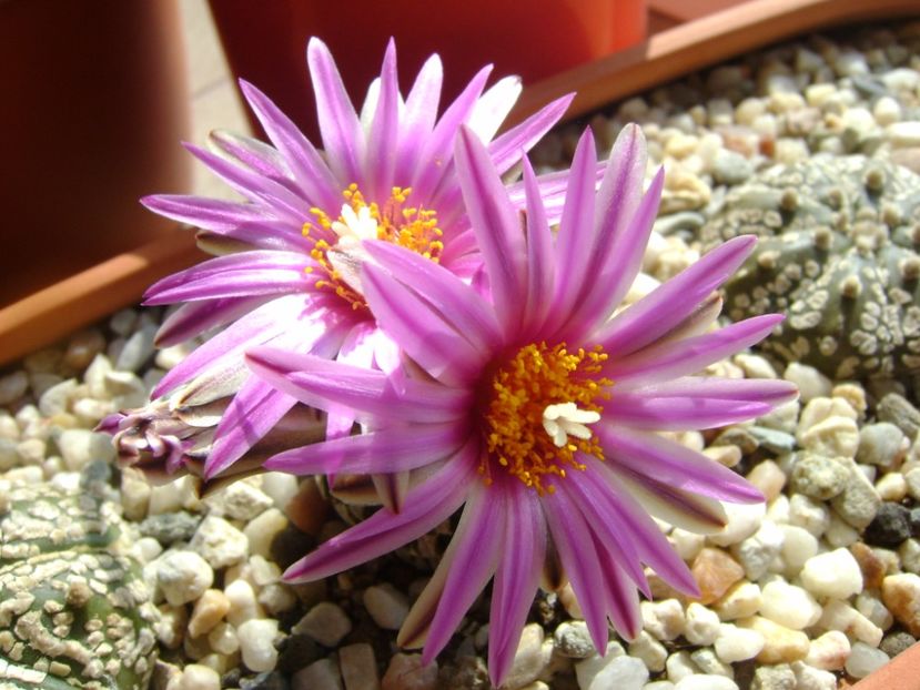 Turbinicarpus pseudopectinatus - Cactusi 2017