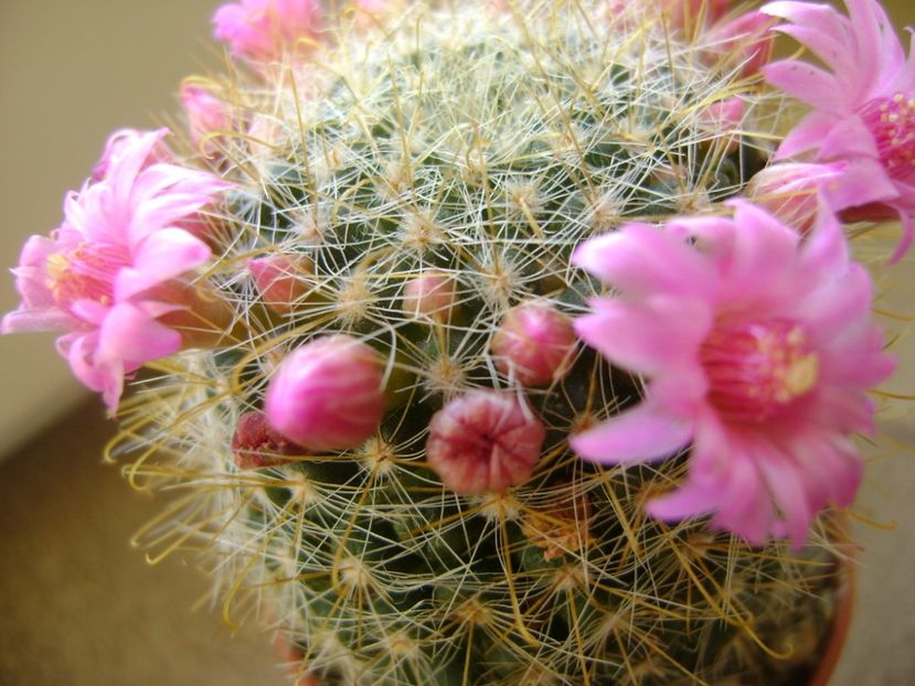 Mammillaria zeilmanniana - Cactusi 2017