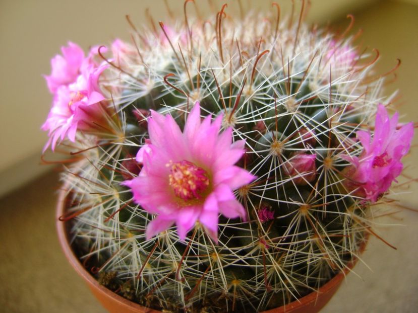 Mammillaria oteroi - Cactusi 2017