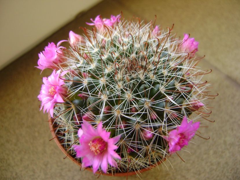 Mammillaria oteroi - Cactusi 2017