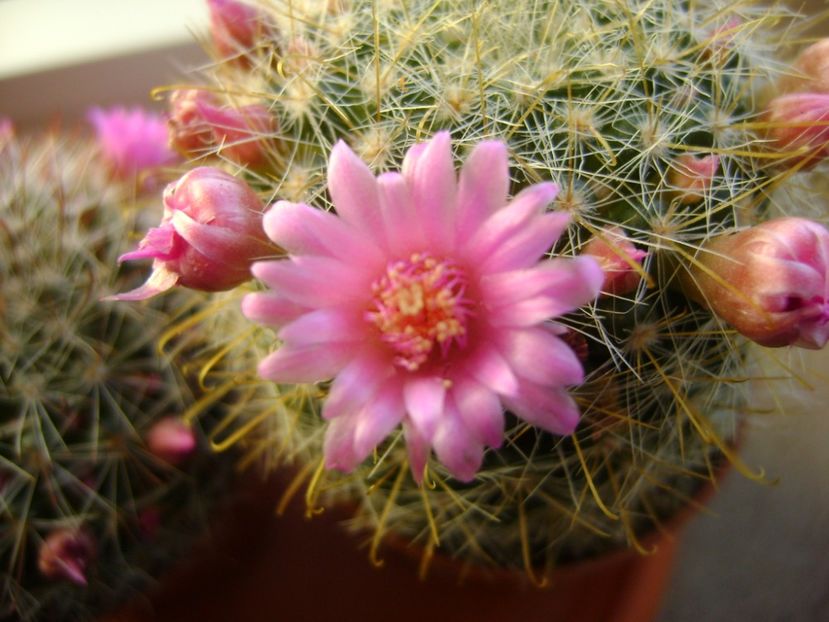 Mammillaria zeilmanniana - Cactusi 2017