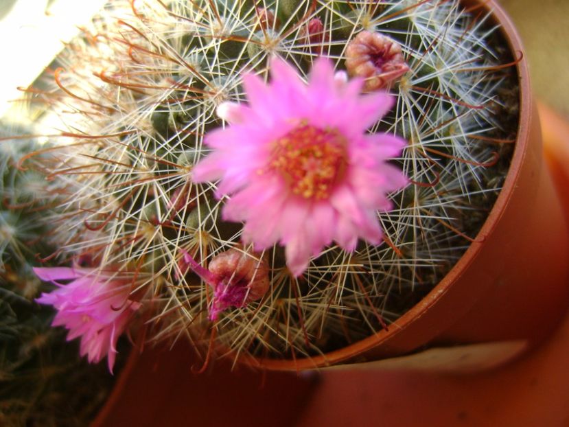 Mammillaria oteroi - Cactusi 2017