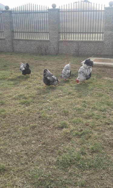  - Wyandotte-Argintiu2017