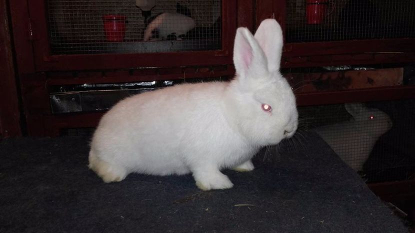 femeluta 2,5 luni - CEVA ELEGANT