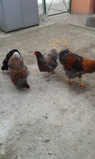  - Wyandotte auriu-albastru 2017