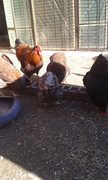  - Wyandotte auriu-albastru 2017