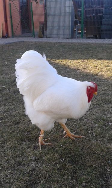  - Wyandotte alb 2017