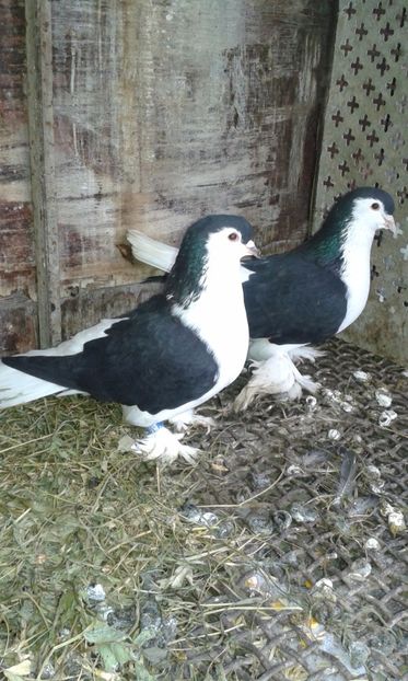  - LAHORI PORUMBEI-2017