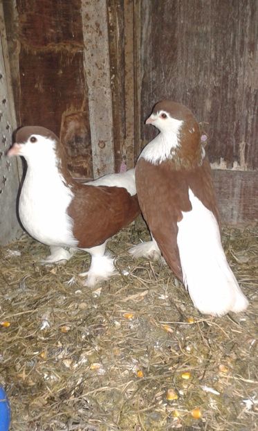  - LAHORI PORUMBEI-2017