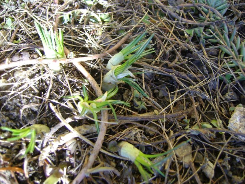 Crocusi - Primavara 2017