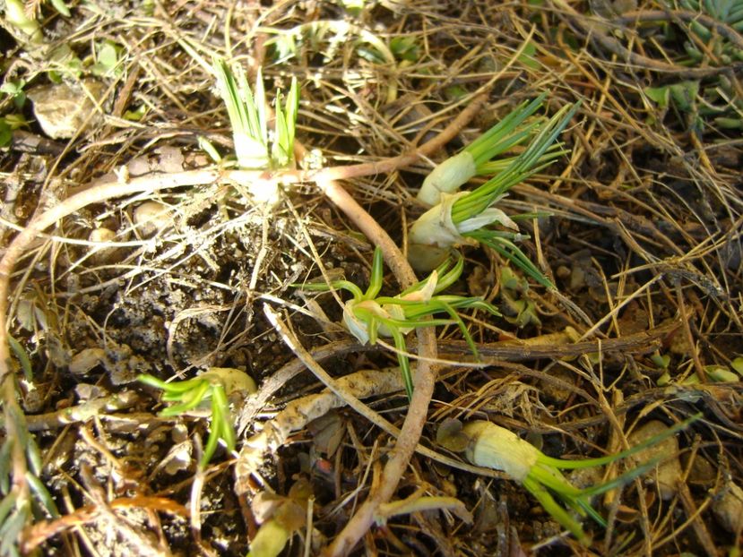 Crocusi - Primavara 2017