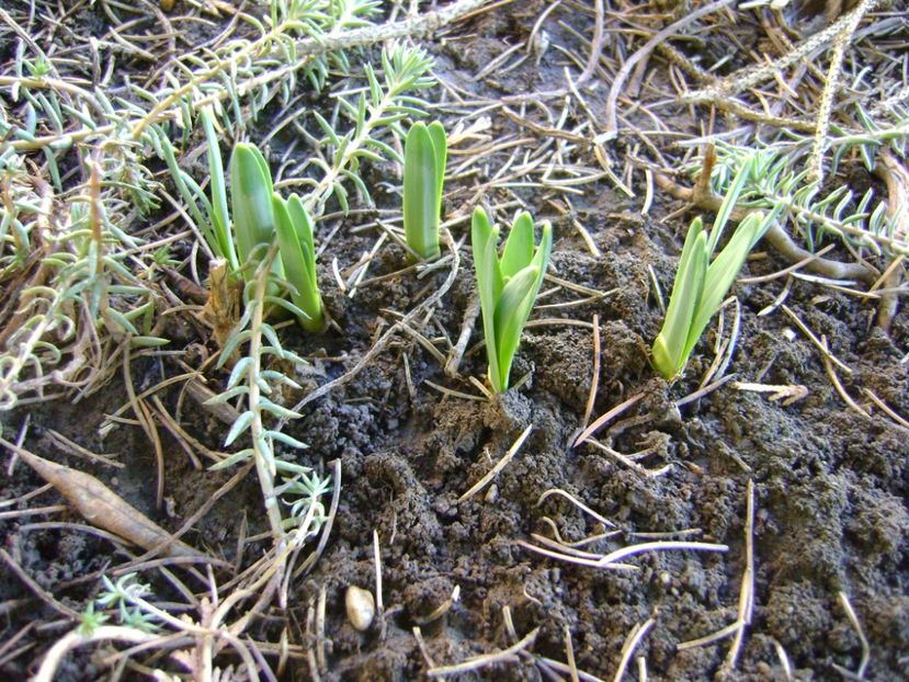 Crocusi - Primavara 2017