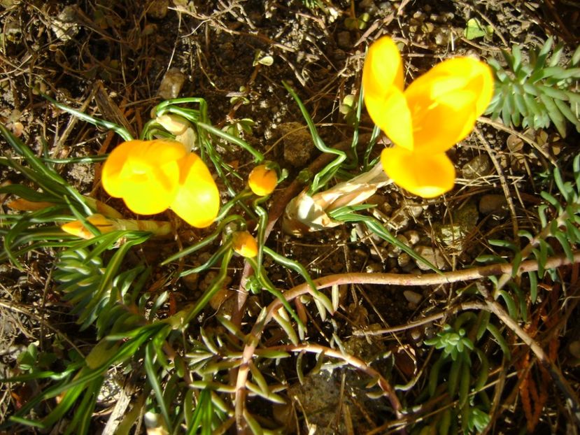Inceput de martie - Crocusi - Primavara 2017