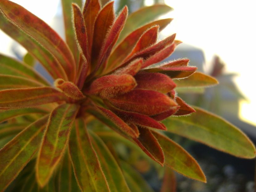 Euphorbia amygdaloides, boboci - Primavara 2017