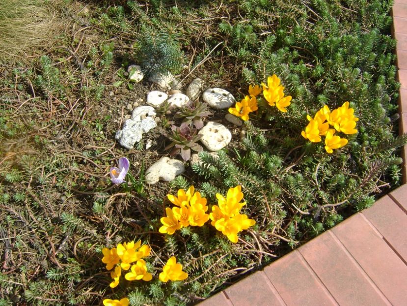 Crocusi - Primavara 2017