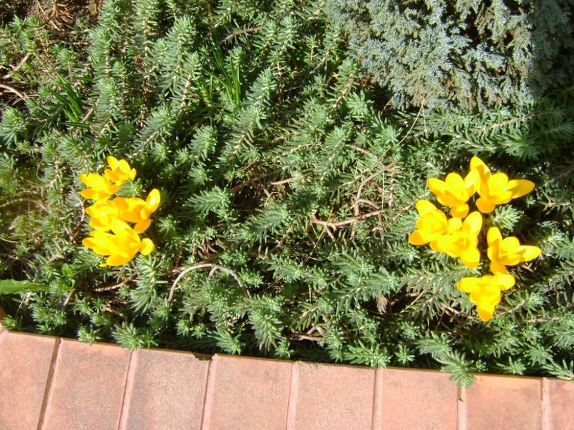 Crocusi - Primavara 2017