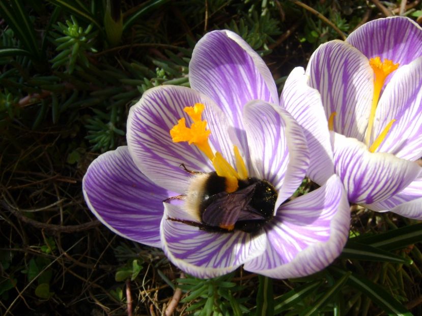 Crocusi si bondari - Primavara 2017