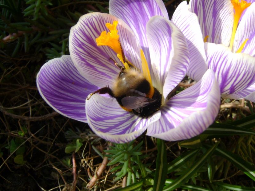 Crocusi si bondari - Primavara 2017