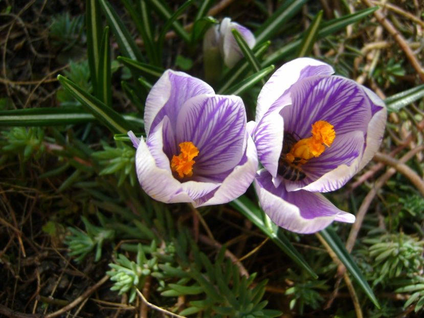 Crocusi - Primavara 2017