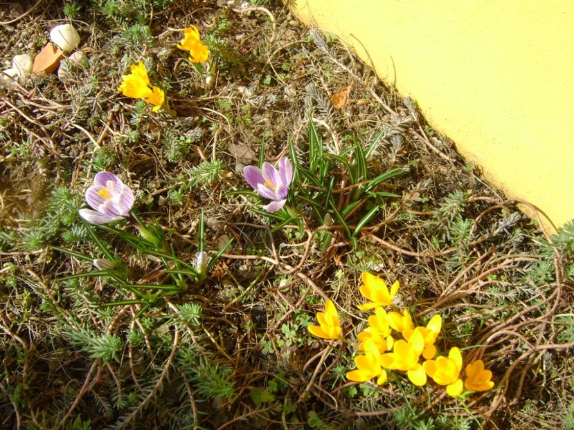 Crocusi - Primavara 2017