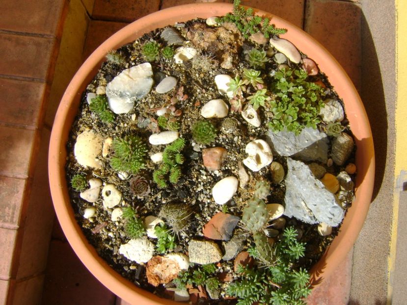 Minirocarie - Primavara 2017