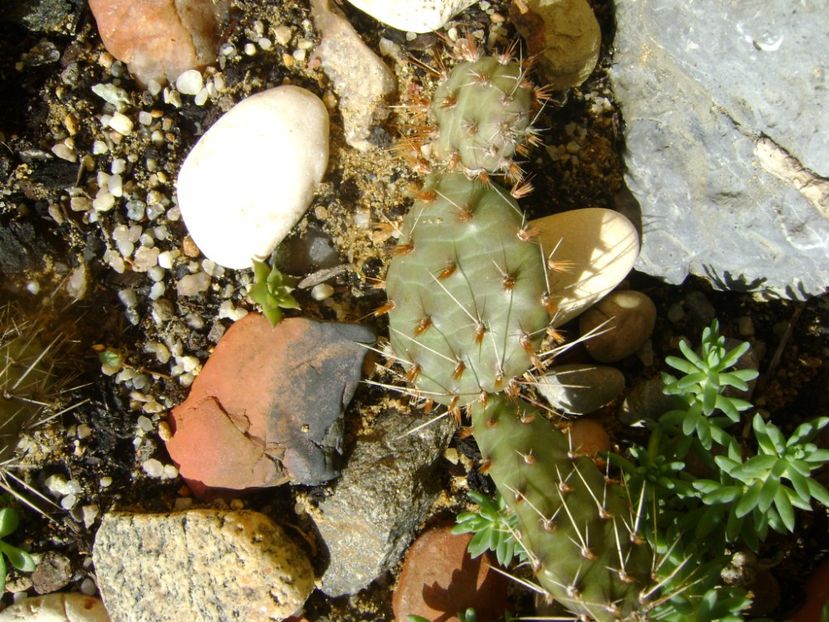 Minirocarie - Primavara 2017