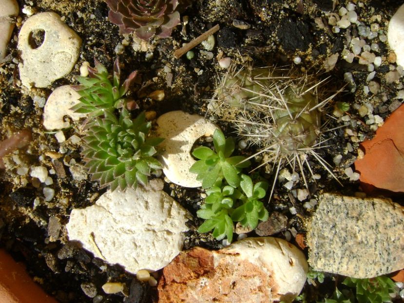 Minirocarie - Primavara 2017