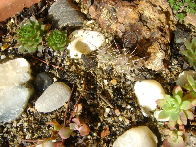 Minirocarie - Primavara 2017