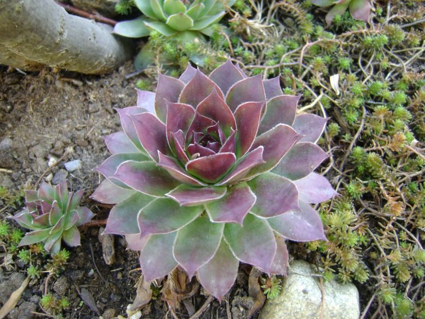 Sempervivum - Primavara 2017