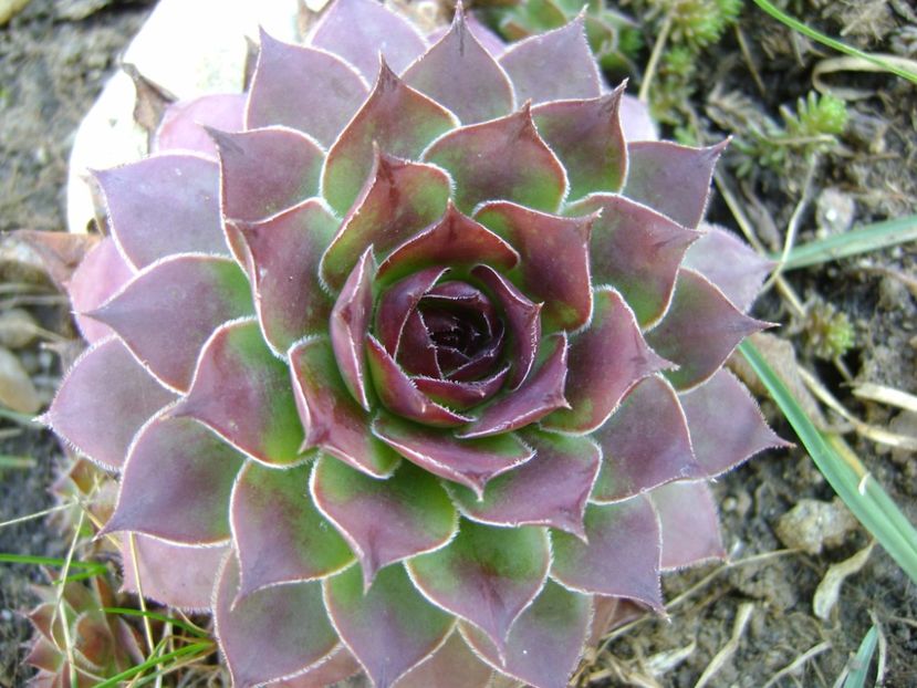 Sempervivum - Primavara 2017