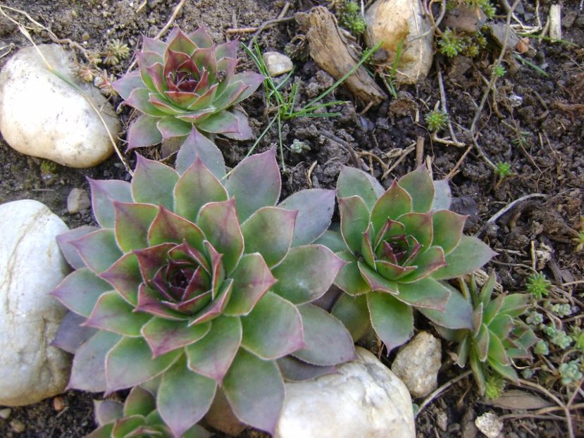 Sempervivum - Primavara 2017