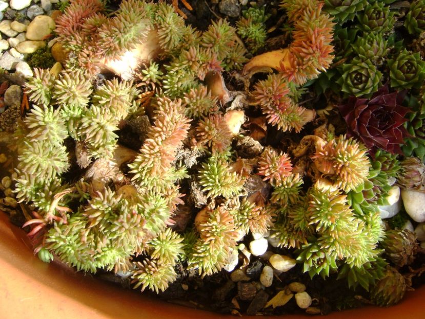 Suculente hardy - Primavara 2017