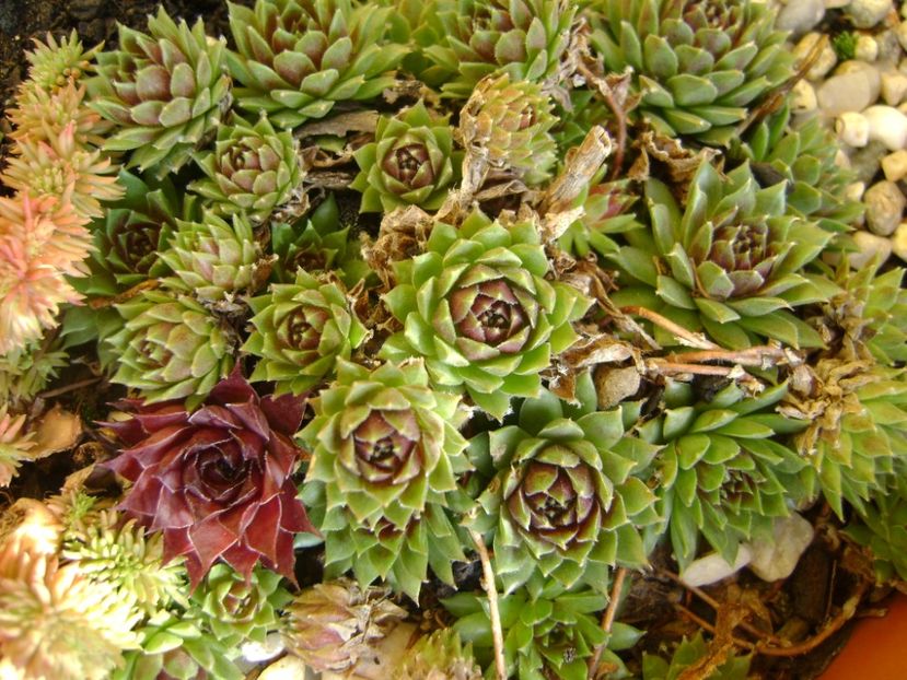 Sempervivum - Primavara 2017