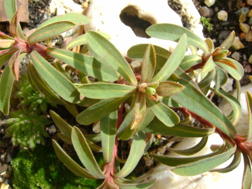 Euphorbia amygdaloides, boboci - Primavara 2017