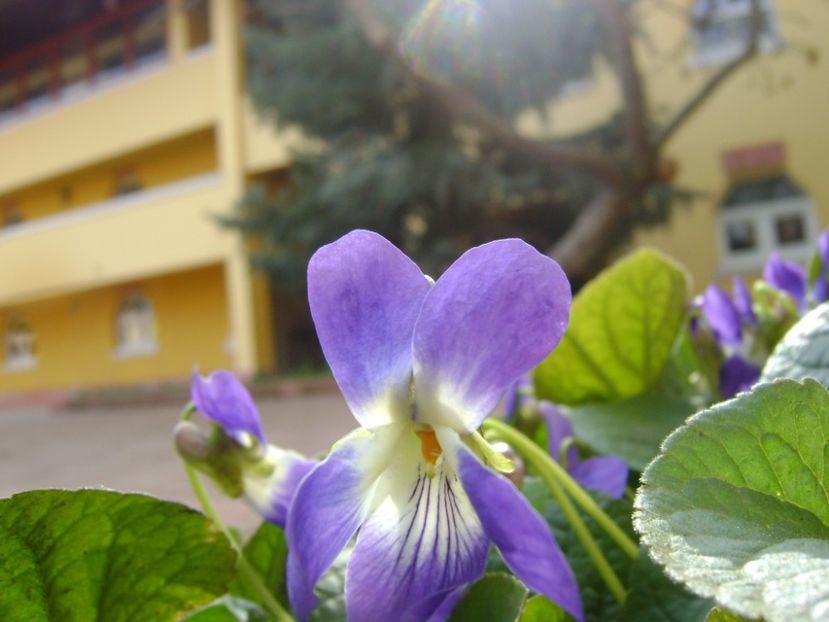 Viorele - Primavara 2017