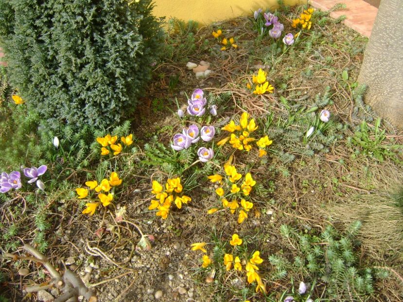 Crocusi - Primavara 2017