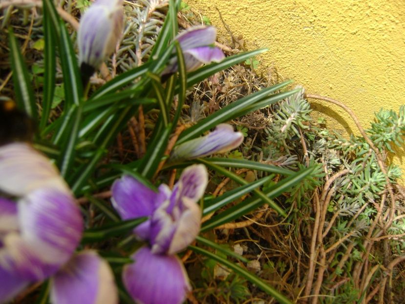 Crocusi - Primavara 2017