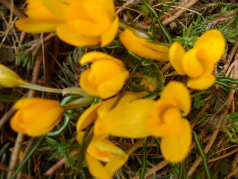 Crocusi - Primavara 2017