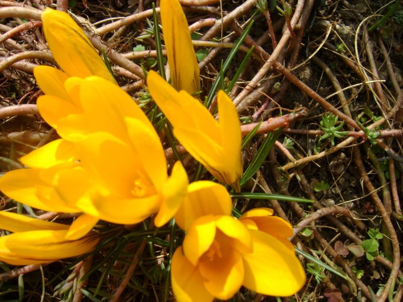 Crocusi - Primavara 2017