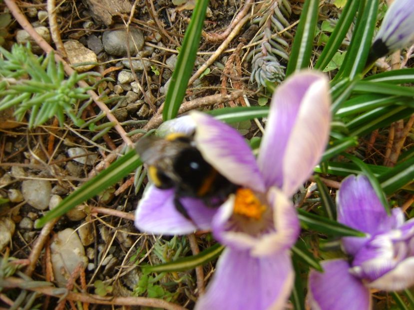 Crocusi si bondari - Primavara 2017