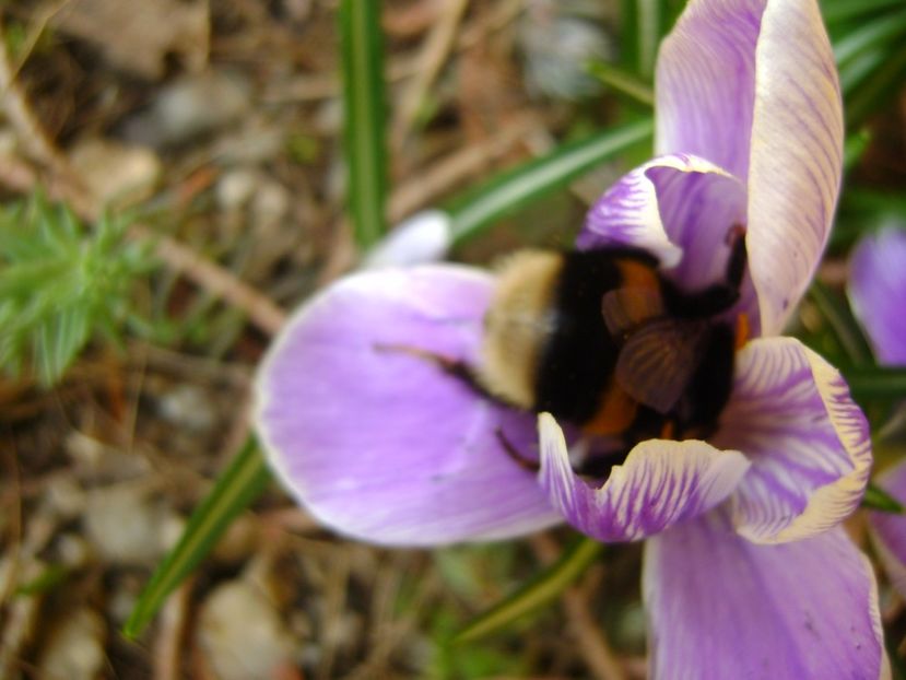 Crocusi si bondari - Primavara 2017
