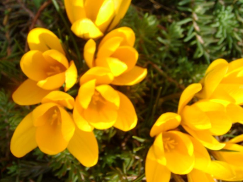 Crocusi - Primavara 2017