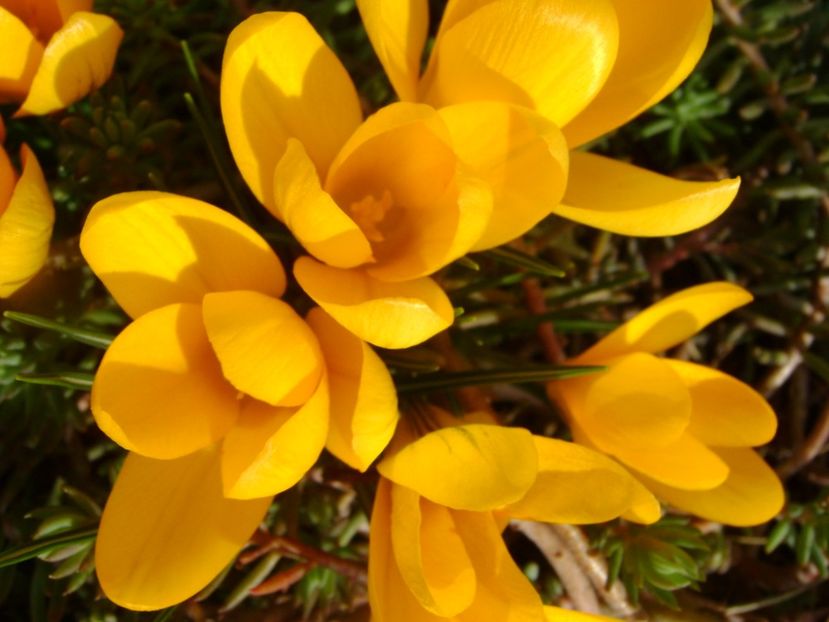 Crocusi - Primavara 2017