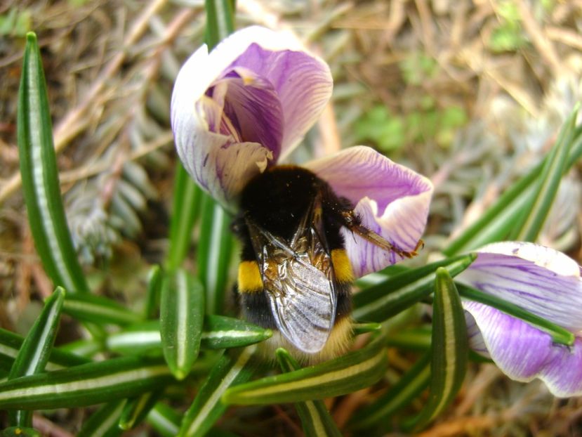 Crocusi si bondari - Primavara 2017