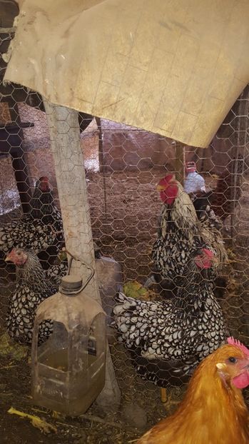  - wyandotte auriu urias