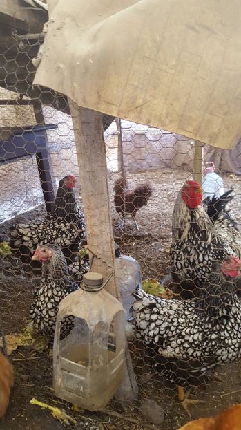  - wyandotte auriu urias